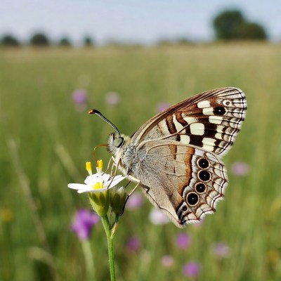 Brown butterfly on white flower