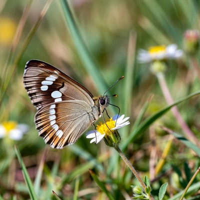 Butterfly on Daisy Flower