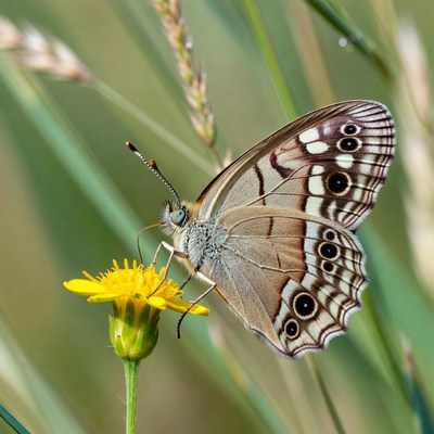 Butterfly on yellow flower