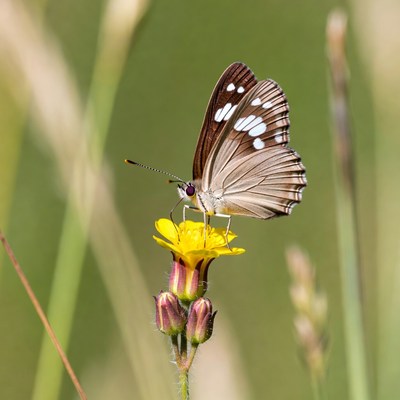 Butterfly on yellow flower