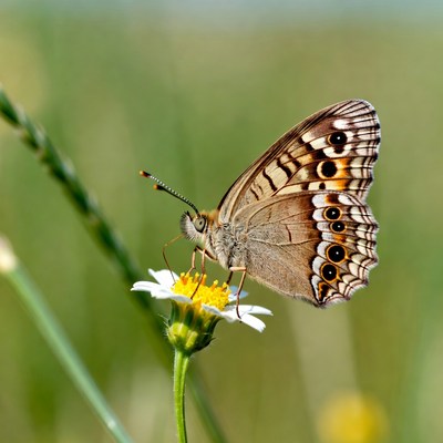 Butterfly on Daisy Flower
