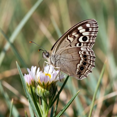 Butterfly on Daisy Flower