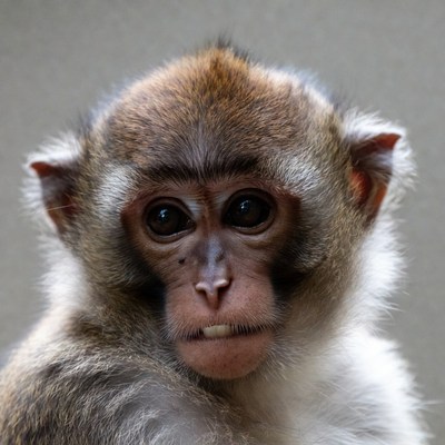 Close-up of long-tailed macaque monkey