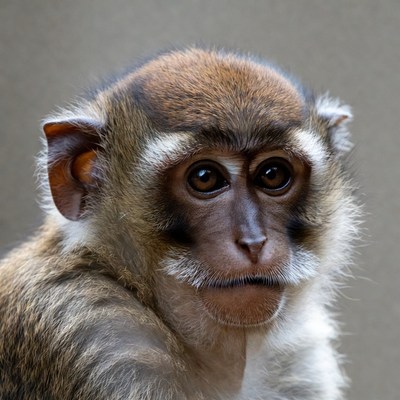 Close-up of long-tailed macaque monkey