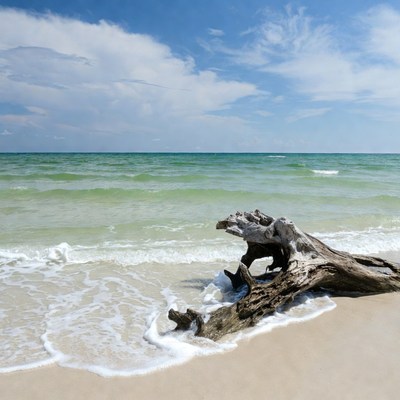 Driftwood on tropical beach
