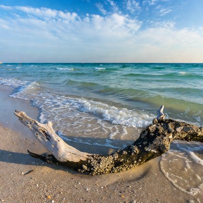 Driftwood on turquoise beach waves