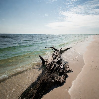 Driftwood on sunny beach