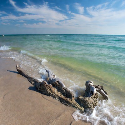 Driftwood on tropical beach