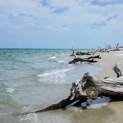 Driftwood on tropical beach