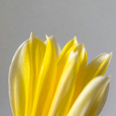 Close-up yellow tulip flower