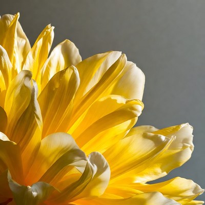 Yellow tulip flower close-up