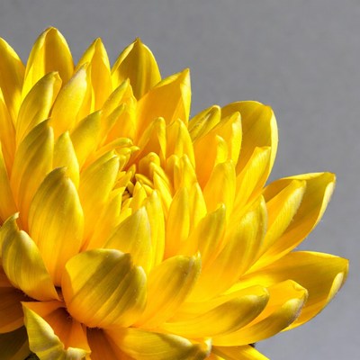 Yellow chrysanthemum flower close-up