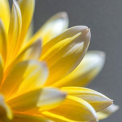 Closeup yellow gerbera daisy petals