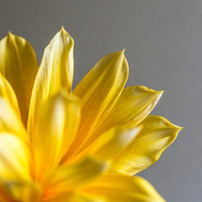 Close-up yellow sunflower petals