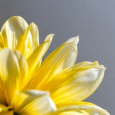 Yellow Daisy Flower Closeup