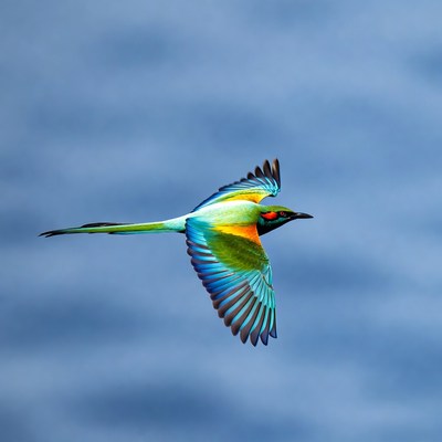 Colorful Bee-Eater Bird Flying