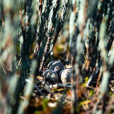 Bird eggs in shrub nest