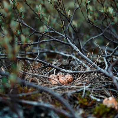 Bird eggs in nest with branches
