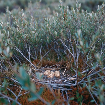 Bird eggs in nest among green shrubs