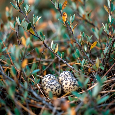 Bird eggs in nest with branches