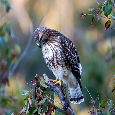 Red-tailed Hawk Perched on Branch