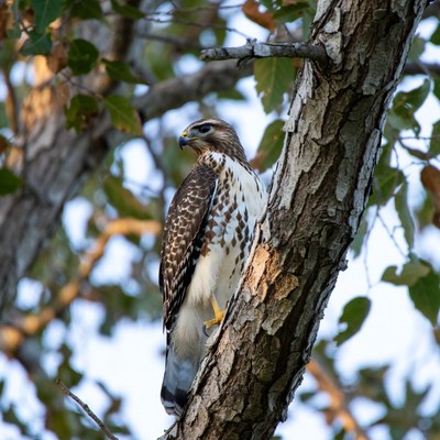 Red-tailed Hawk Perched on Tree
