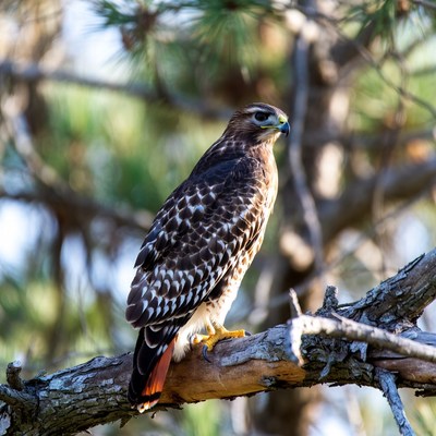 Red-tailed Hawk Perched on Branch