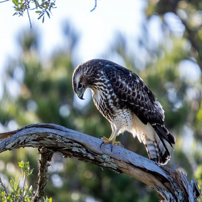 Red-tailed Hawk Perched on Branch