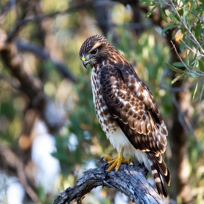 Red-tailed Hawk Perched on Branch