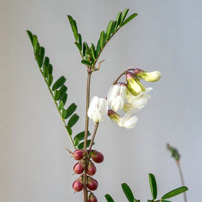 White Chickpea Flowers with Pods