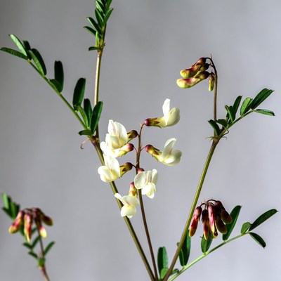 White Sweet Clover Flowers