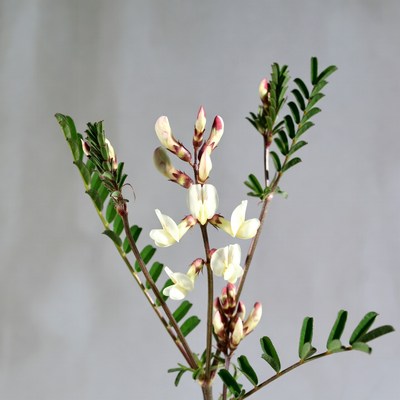 White Sweet Clover Flowers