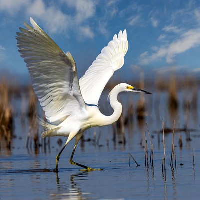 Snowy Egret Flying over Marsh