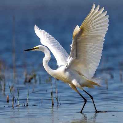 Snowy Egret Spreading Wings in Water