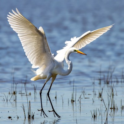 Great Egret Flying over Water