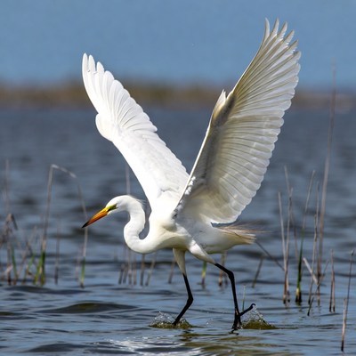 Great Egret Wading in Marsh Water