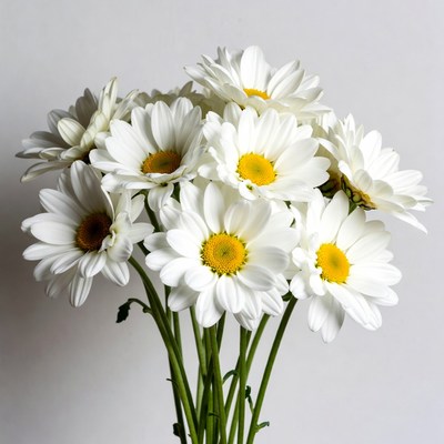 Bunch of white daisies