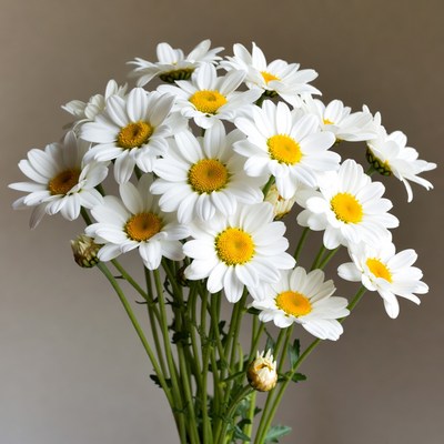 Bouquet of White Daisies