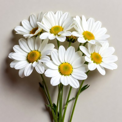 Bouquet of White Daisies