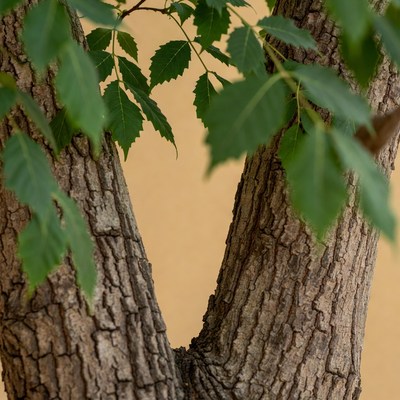 Tree trunk with green leaves