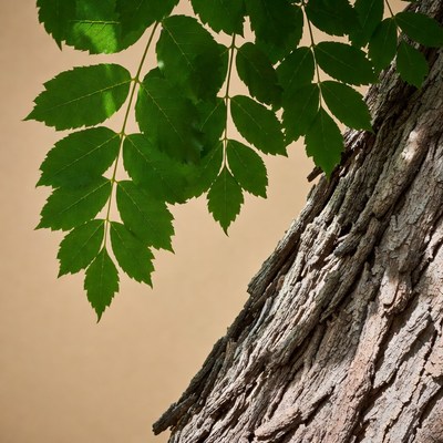Green ash tree leaves on bark