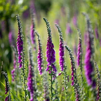 Purple Foxglove Flowers in Green Field