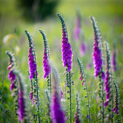 Purple Foxglove Flowers in Green Meadow
