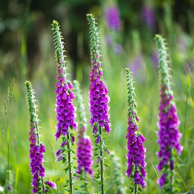 Purple Foxglove Flowers in Grass