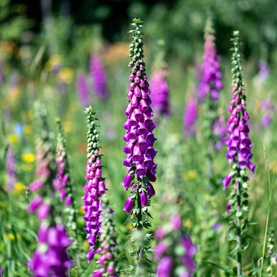 Purple Foxglove Flowers in Garden