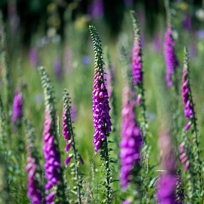 Purple Foxglove Flowers in Green Meadow