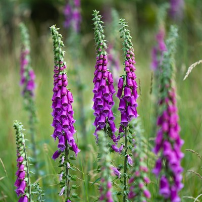 Purple Foxglove Flowers in Field