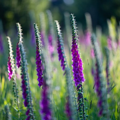 Purple Foxglove Flowers in Field