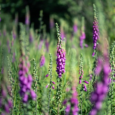 Purple Foxglove Flowers in Garden
