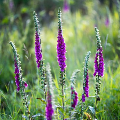 Purple Foxglove Flowers in Grass